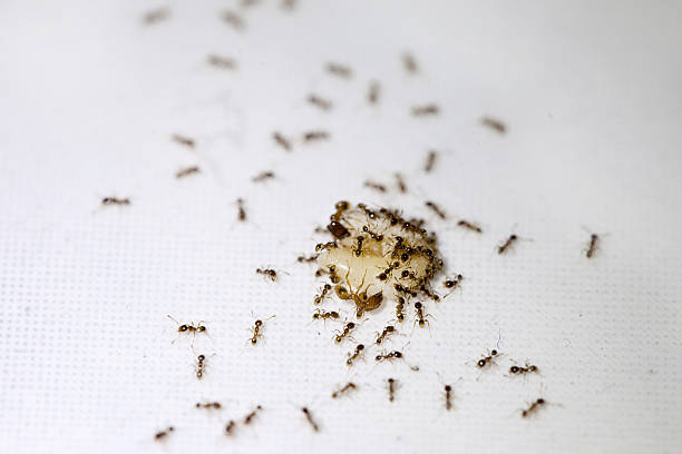 Tiny Ants Tiny ants swarm around a piece of food. edible ants stock pictures, royalty-free photos & images
