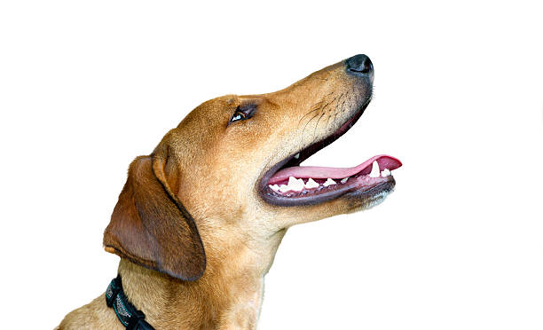 istock Happy Dog Isolated on White 623824078