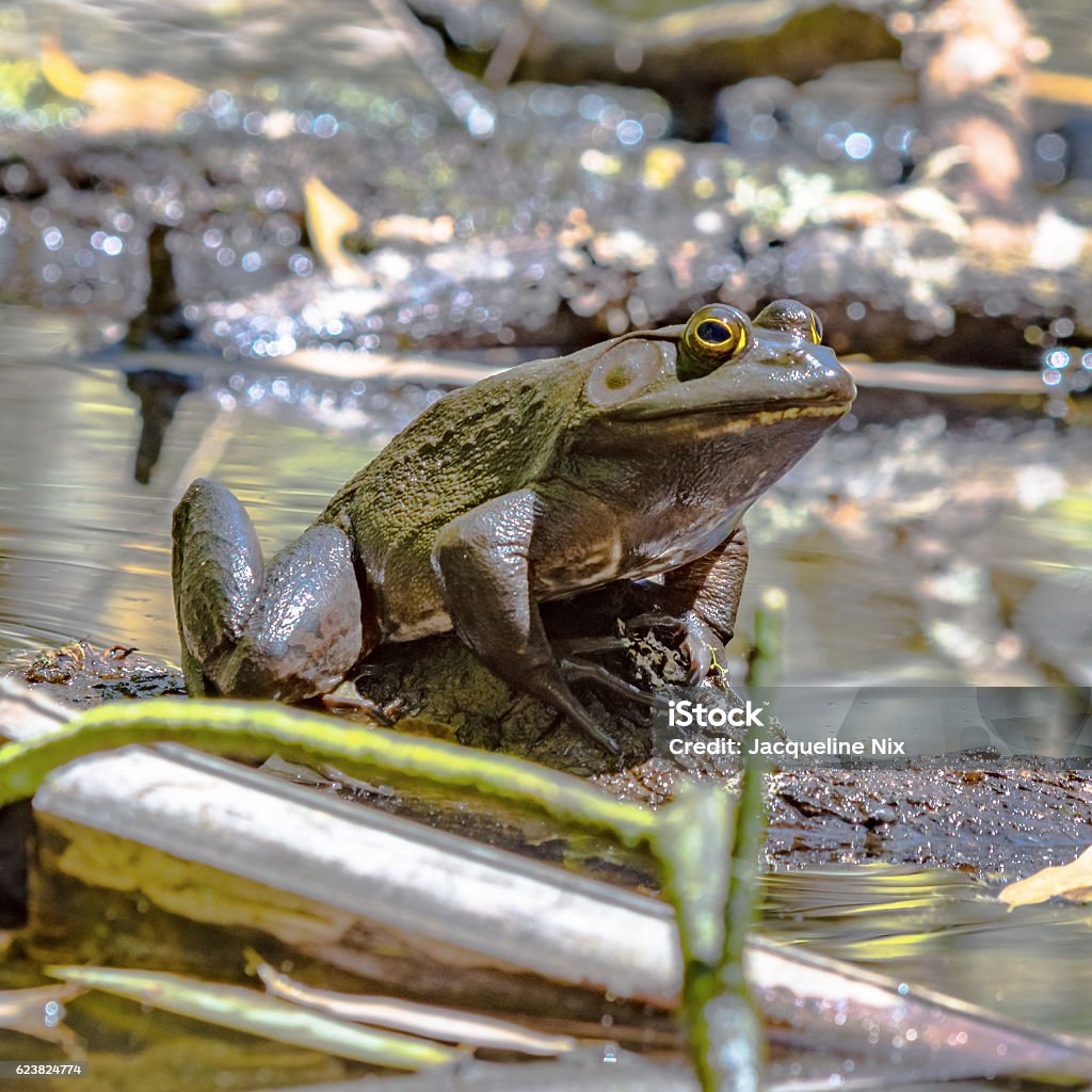 Bullfrog en un registro - Foto de stock de Agua libre de derechos