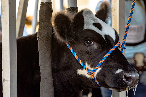 face of black and white show heifer - halter imagens e fotografias de stock