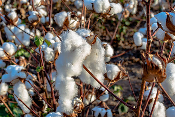 istock Close up of ripe cotton boll 623827122