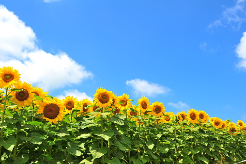 Sunflower Fields in Hokkaido, Japan