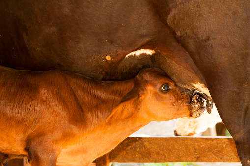 Cow and calf in small brazilian farm corral