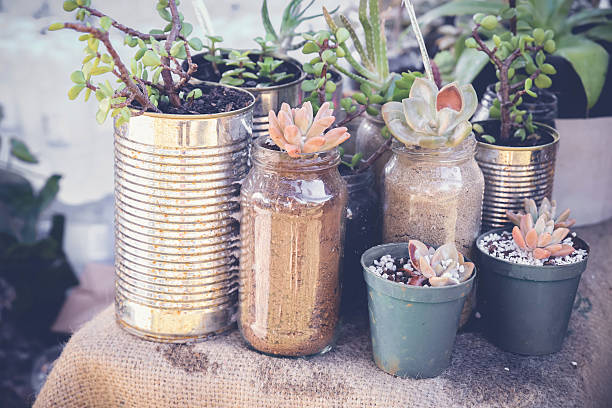 succulents in rustic tins, Eco and reuse concept