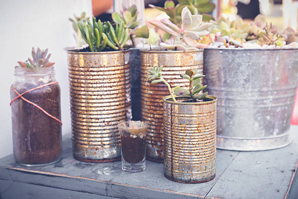 istock succulents in rustic tins, Eco and reuse concept 623828156