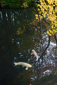 koi-fischt-im-japanischen-garten.jpg?b=1&s=170x170&k=20&c=PvILMVTty8PCd5YhSUTRyc6PKLCwapDlBXozOwDc_hE=