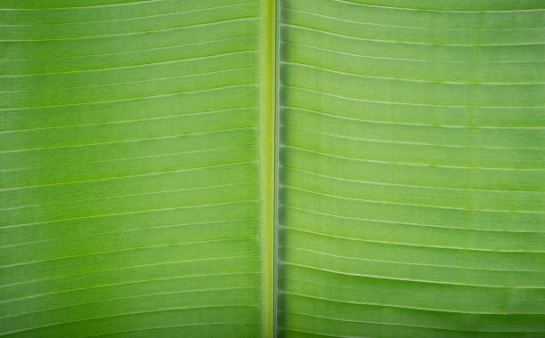 istock fresh green banana leaf as background 623828918