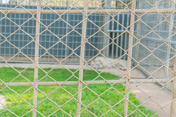 White tiger in a cage in a zoo