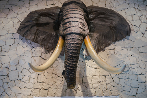 Mounted elephant head