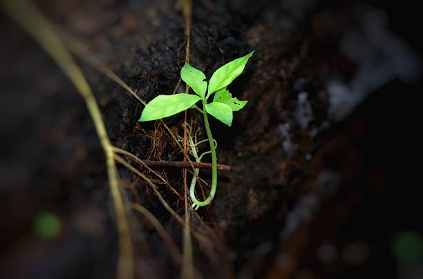 istock Young plant in Danum Valley, Sabah Borneo 623829648