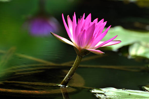 istock Blossom pink waterlily flower 623829956