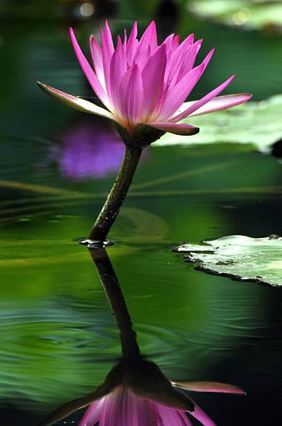 istock Blossom pink waterlily flower 623830062