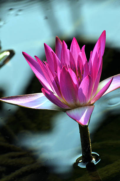 istock Blossom pink waterlily flower 623845030