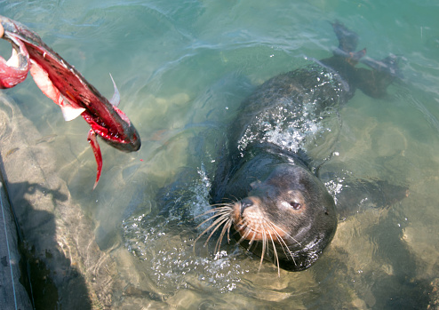 California Sea Lion eating a fish in Cabo San Lucas marina in Cabo San Lucas Baja Mexico