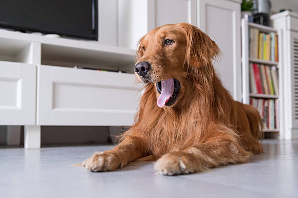 istock The golden retriever was lying on the ground 623848102