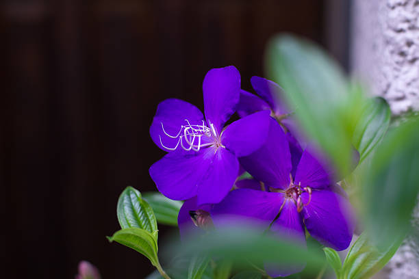 istock malabarmelastome violet purple flower in japan. 623858230
