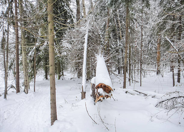 istock Winter snowy forest. Eastern Europe 623859096