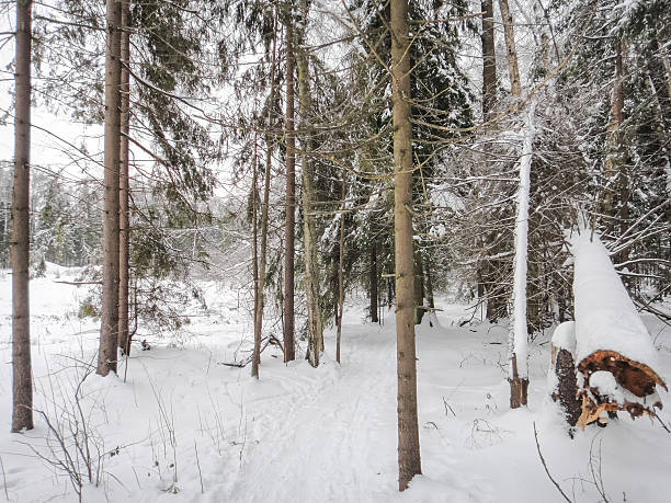 istock Winter snowy forest. Eastern Europe 623859152