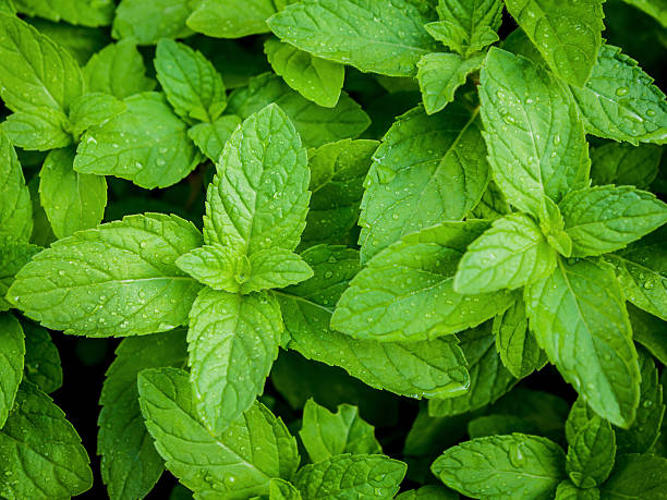 istock Closeup fresh growing peppermint leaves at vegetable garden with 623859608