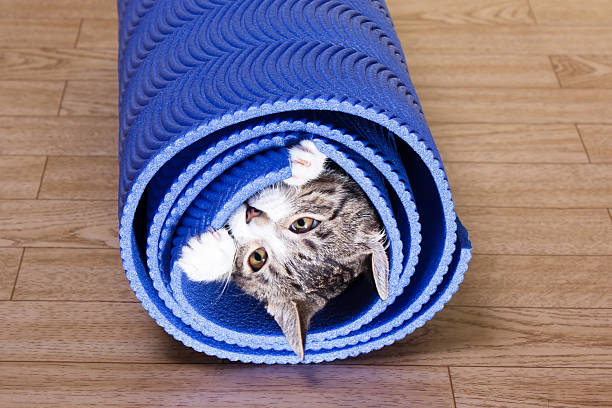istock Kitten sitting on a yoga mat. 623864938