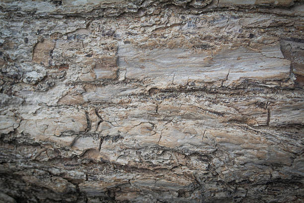 istock Grunge  wood  gray  texture background 623866242