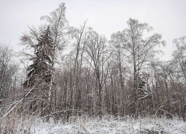 istock Winter snowy forest. Eastern Europe 623866378