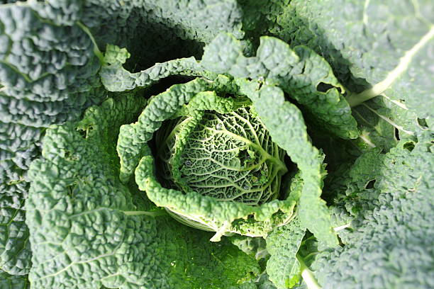 istock Fresh kale close up on leaves. 623866738