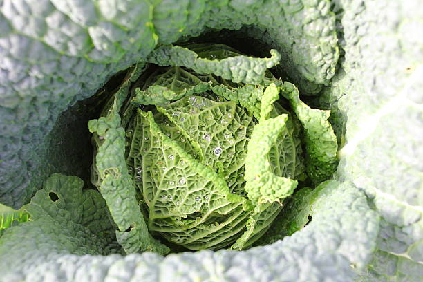 istock Fresh kale close up on leaves. 623866868
