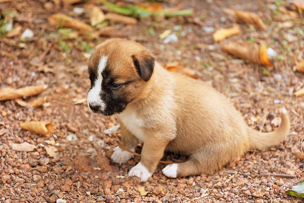 istock brown puppy dog. 623866922