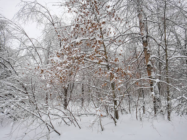 istock Winter snowy forest. Eastern Europe 623867910