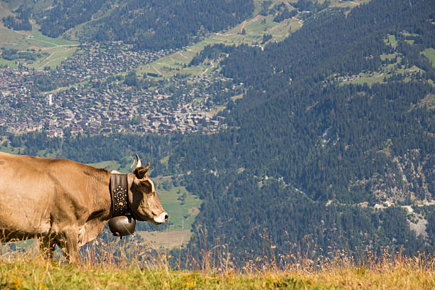 vaca suiza en un campo - milk european alps agriculture mountain fotografías e imágenes de stock