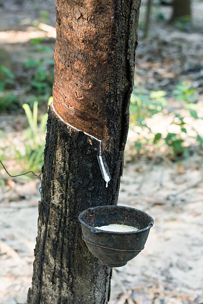 istock Rubber Latex of rubber trees in rubber garden 623868312