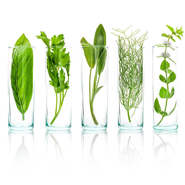 istock Close Up bottles of fresh aromatic herbs . Fresh sage 623868318