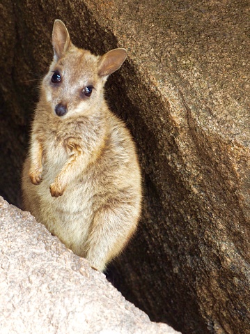 A baby wallabie takes a moment from playing in the rocks to check me out