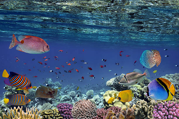 istock Colorful reef underwater landscape 623869612
