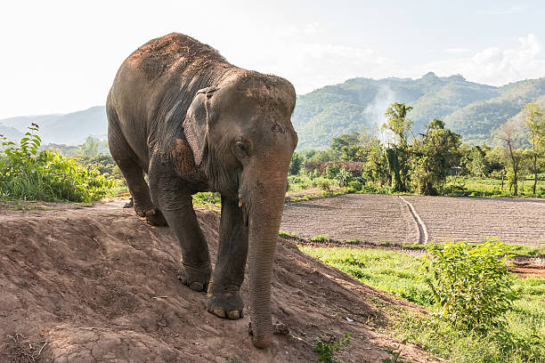 istock Big elephant is walking in the field. 623870104