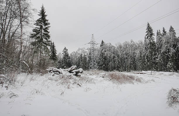 istock Winter snowy forest. Eastern Europe 623881514