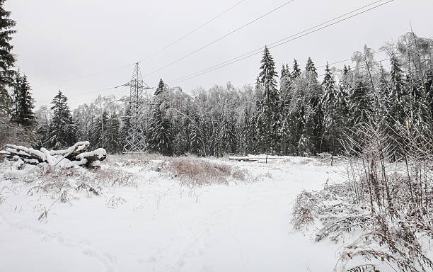 istock Winter snowy forest. Eastern Europe 623881566