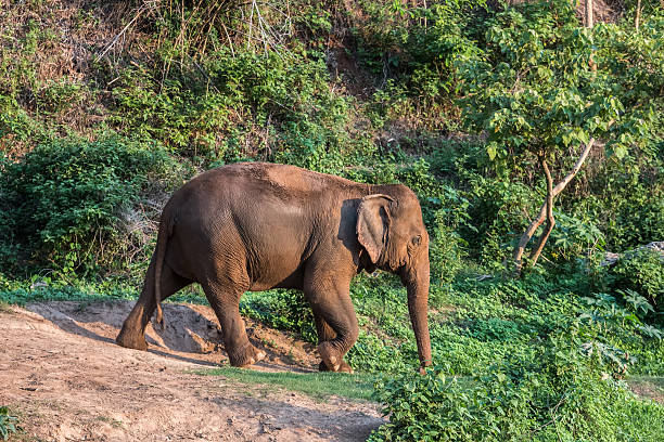 istock Big elephant is walking in the field. 623881572