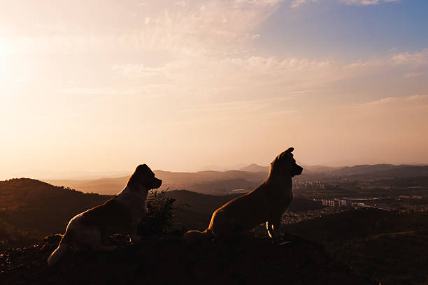 istock silhouette of dogs 623881624