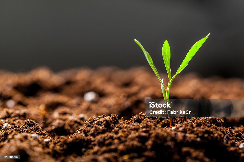 Wachsende junge grüne Sämling Sprout - Lizenzfrei Erdreich Stock-Foto