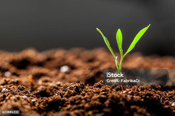 Wachsende Junge Grüne Sämling Sprout Stockfoto und mehr Bilder von Erdreich - Erdreich, Mais - Zea, Mais - Gemüse