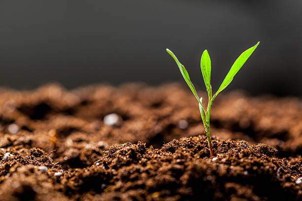 cultiver de jeunes plants verts de germes - cultivated growth agriculture vegetable photos et images de collection