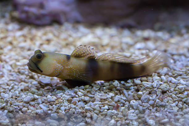 istock Bluespotted watchman goby (Cryptocentrus pavoninoides). 623884550