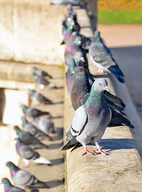 istock Grey doves on the street 623884968