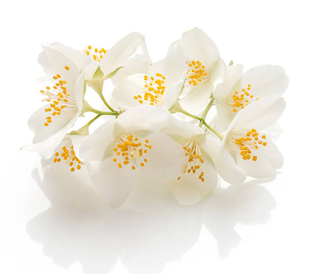 istock Jasmine flowers isolated on white background cutout 623885820