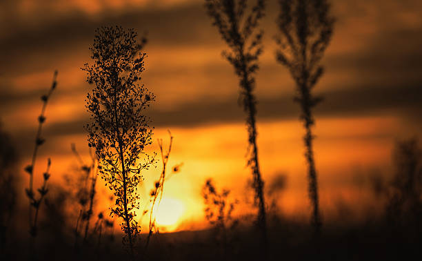 istock Plant silhouette in the nature 623886632