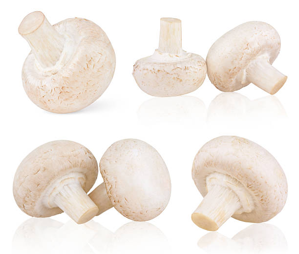 istock Set of fresh mushroom champignons 623886890