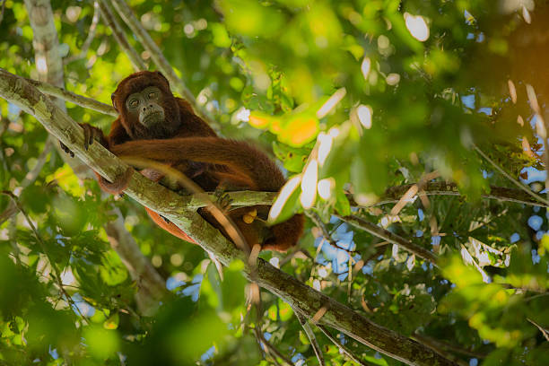 istock howler monkey on a tree in the nature habitat 623887806