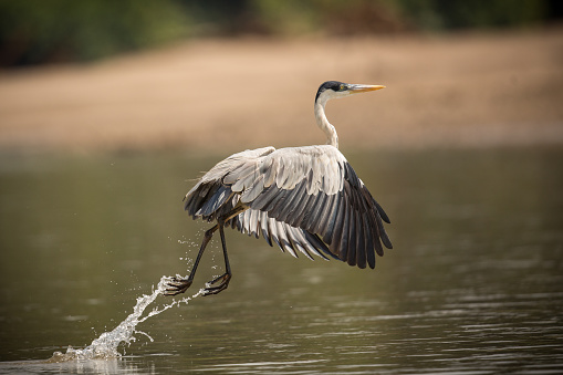 Majestic and colourfull birds in the nature habitat, wildlife in peru, manu, south american nature, very rare species